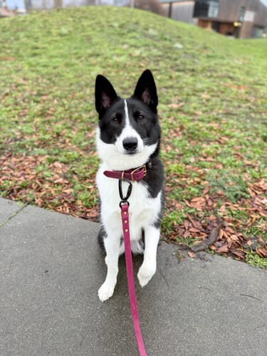 Customer photo review of Moss - Classic Biothane Dog Collar