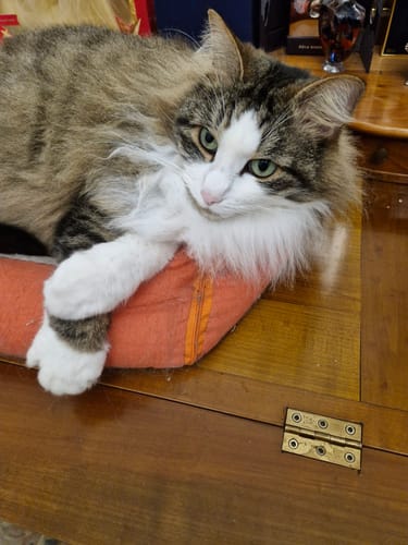 Avis photo d'un client sur Croquettes Chat Stérilisé Sans Céréales - Poulet