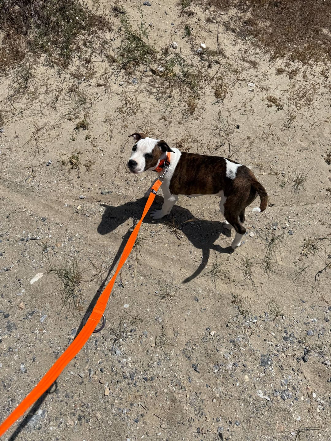 Customer photo review of Training Double Ended Dog Lead | 2m Length -  Orange
