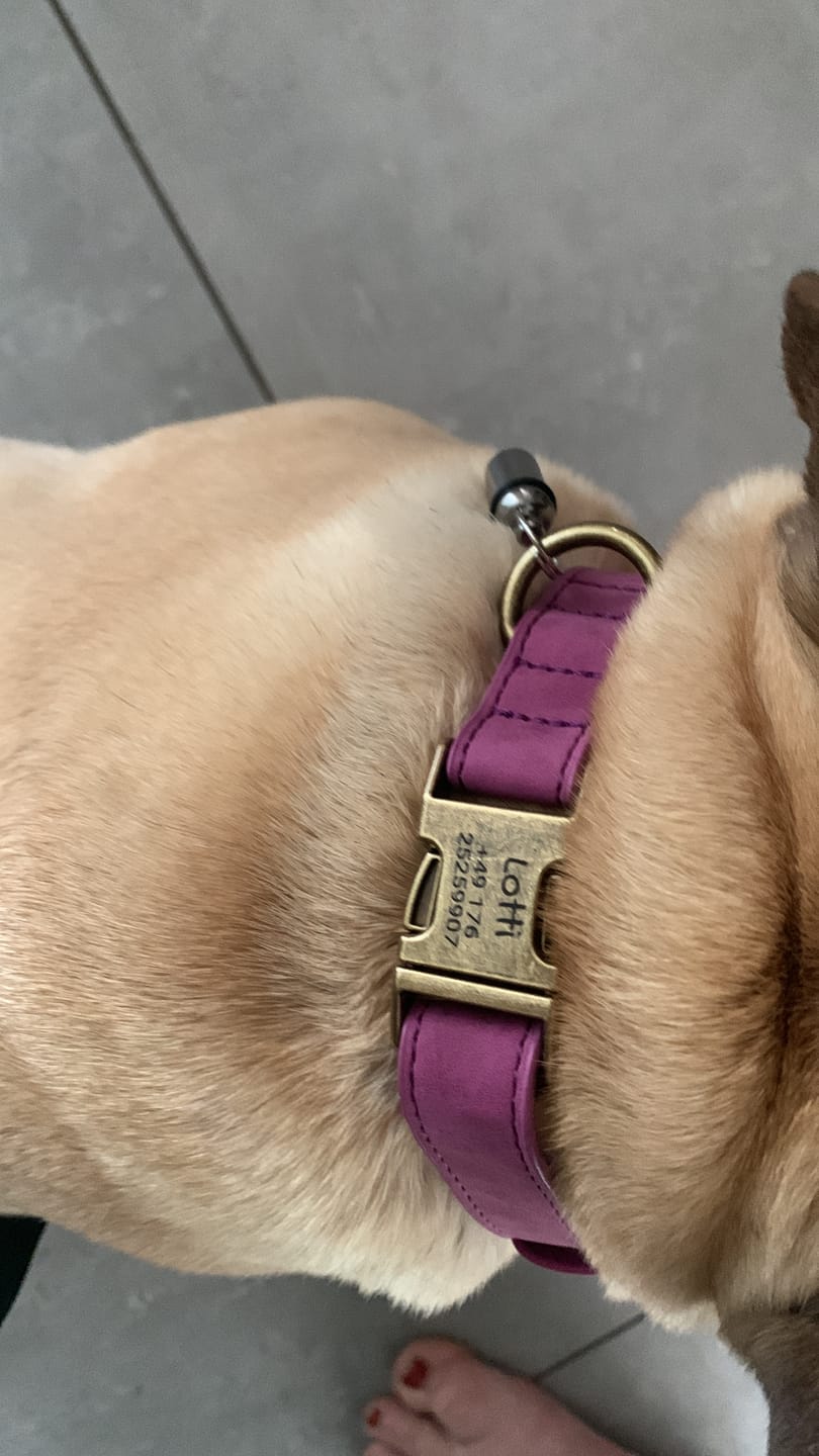 Customer photo review of Edles Hundehalsband im Vintagelook mit Messingschnalle und kostenloser Gravur Name und Telefon