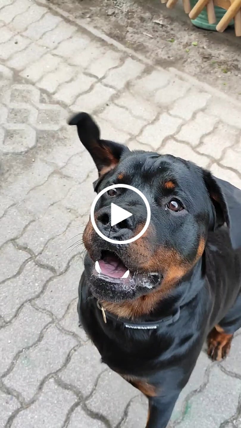 Customer video review of 4cm LIGHTER Combat® Collar | Handle Rated Clip - Black x Black