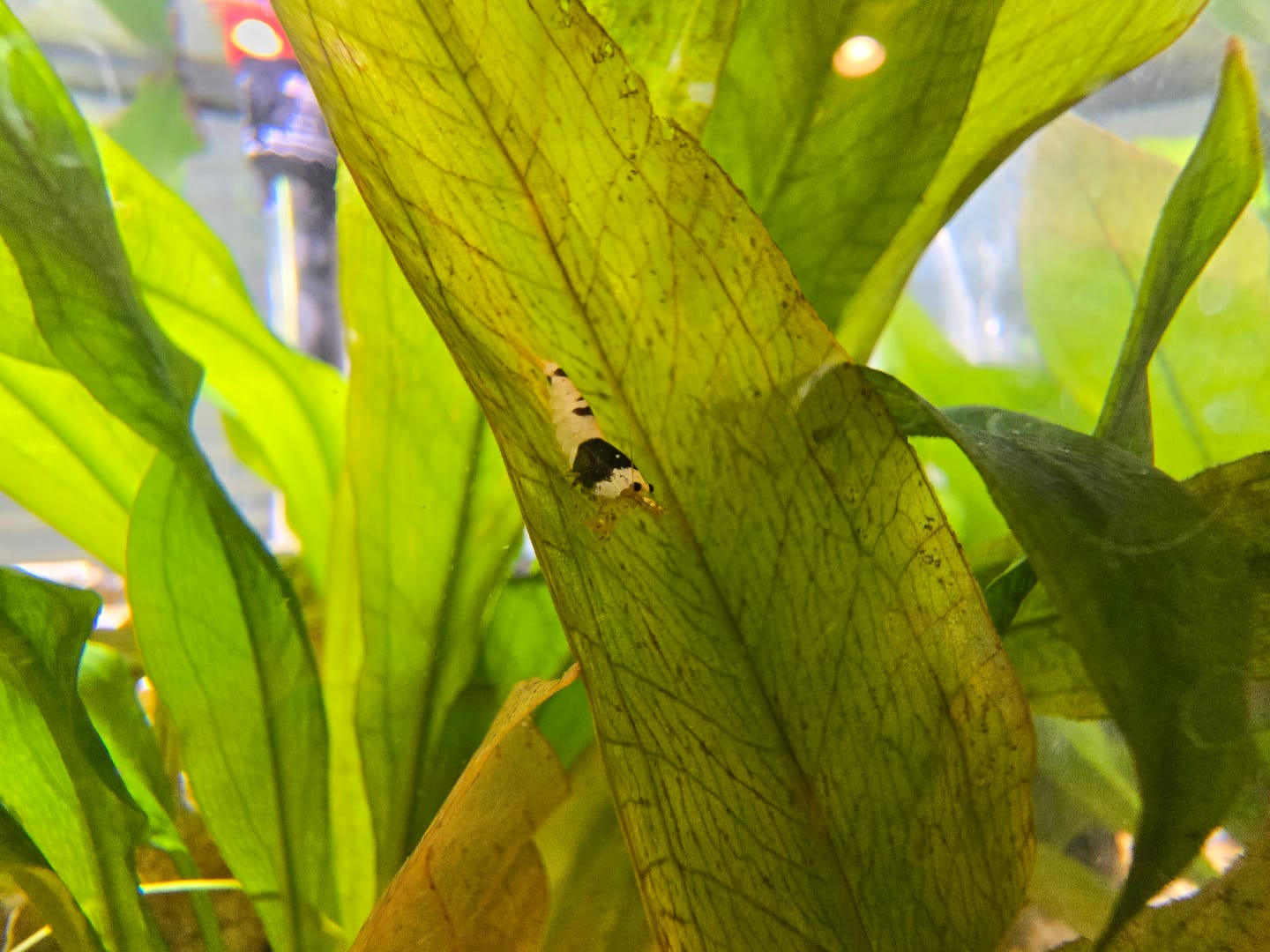 Customer photo review of Golden Bee Shrimp "NEW"