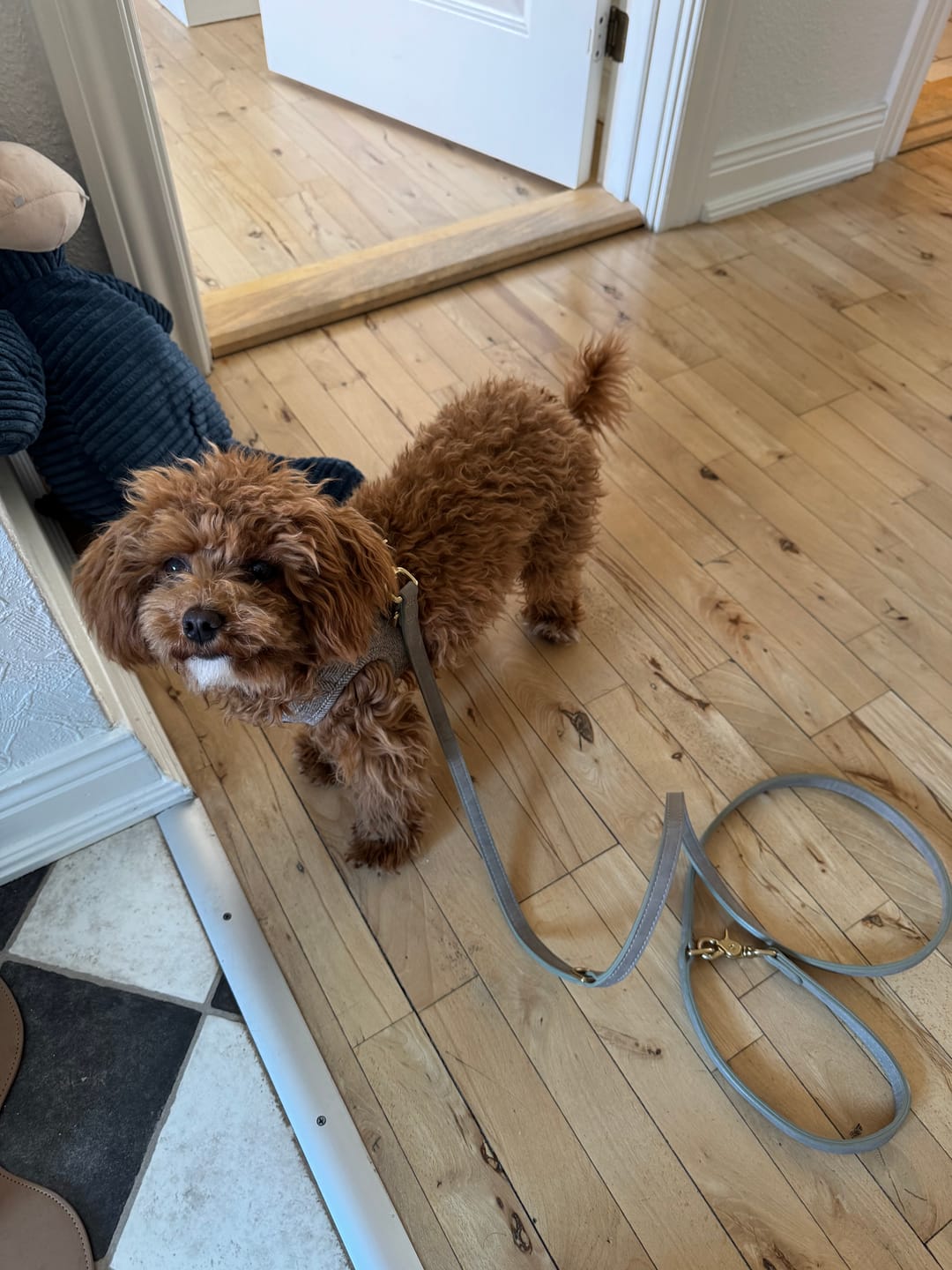 Customer photo review of Staey - Grace Hundesnor, Natur