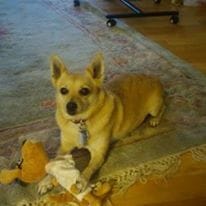 Customer photo review of Chicken Hearts Treats