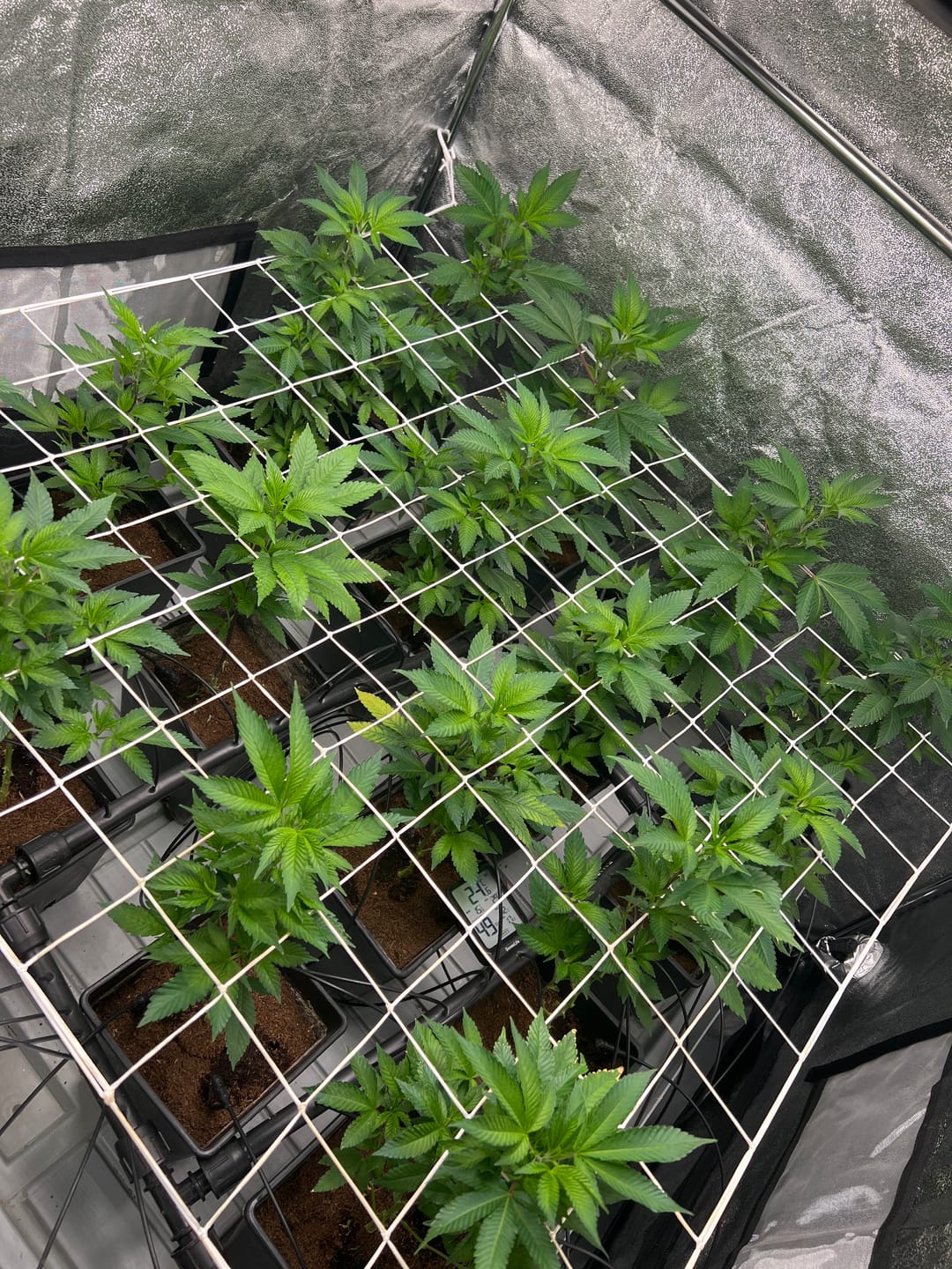 Customer photo review of Hanfstecklinge | Blackberry Moonrock