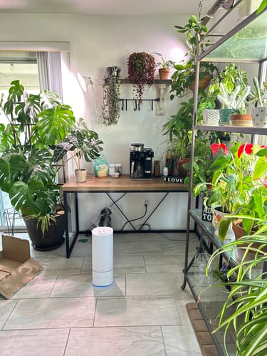 Customer photo review of Houseplant Pest Spray