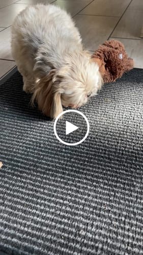 Customer video review of Companion - Pølser med Kylling