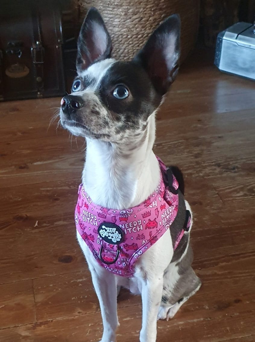 Customer photo review of Needy bitch harness