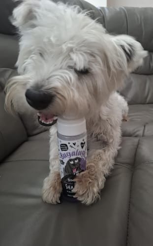 Customer photo review of No Rinse Lavender & Chamomile Dog Shampoo