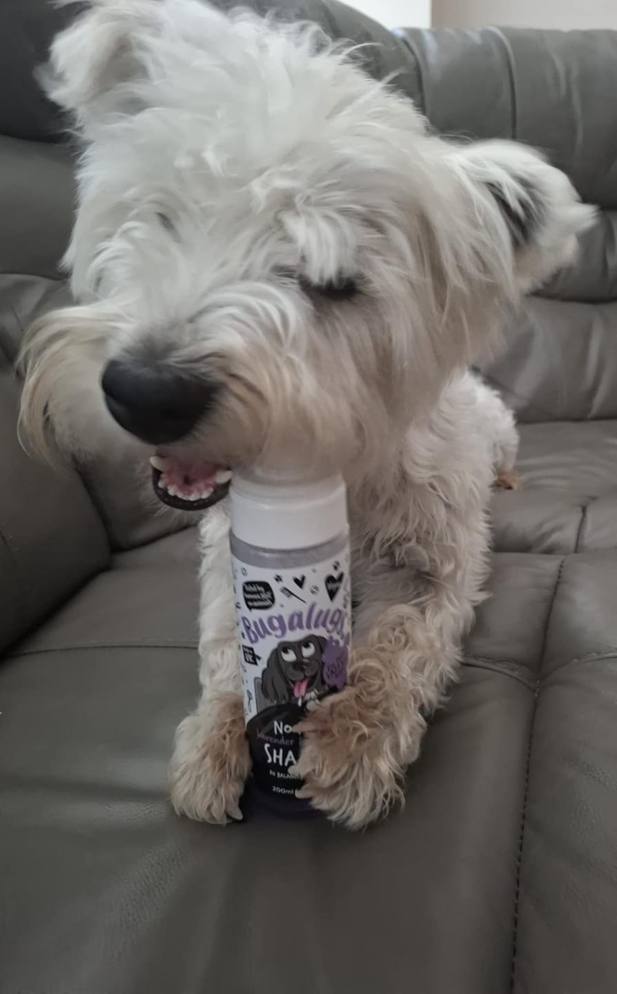 Customer photo review of No Rinse Lavender & Chamomile Dog Shampoo
