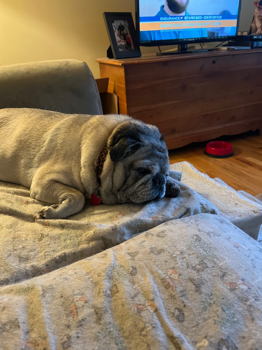 Customer photo review of KING KALM CBD 150mg - Medium Pet Formula 20 to 45lbs