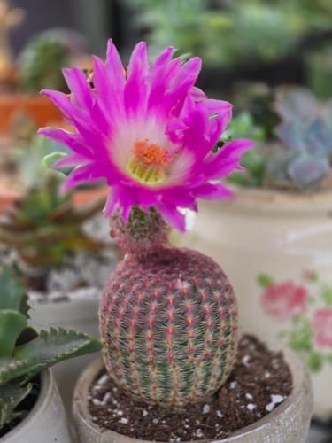Customer photo review of Echinocereus Rigidissimus | Rainbow Hedgehog Cactus