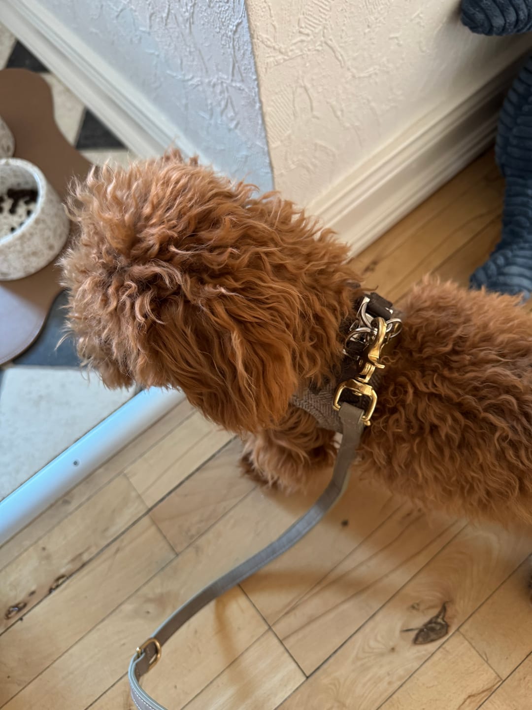 Customer photo review of Staey - Saga Step-in Hundesele, Mocca