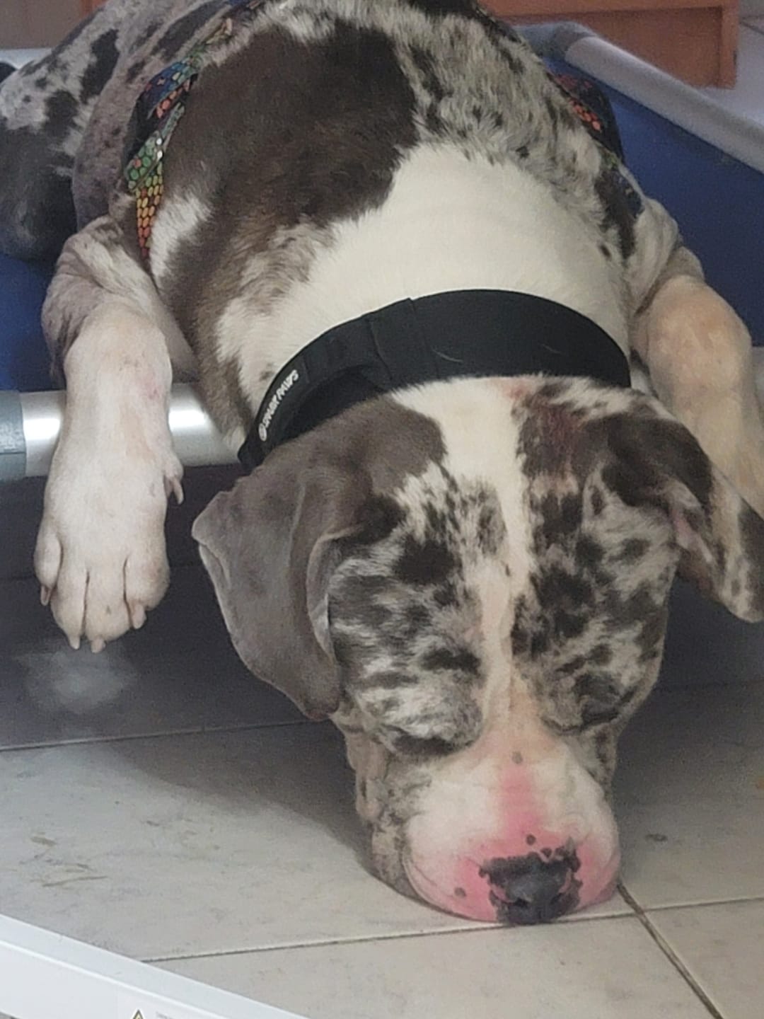 Customer photo review of Comfort Control Dog Collars