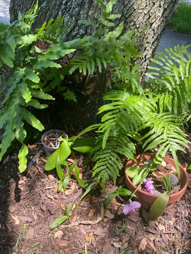 Healthy plants fed with Elm Dirt Plant Juice after switching from Miracle-Gro