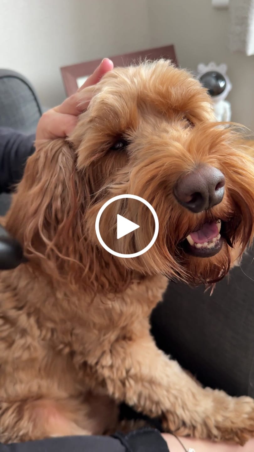 Customer video review of Deshedding Brush (Black)