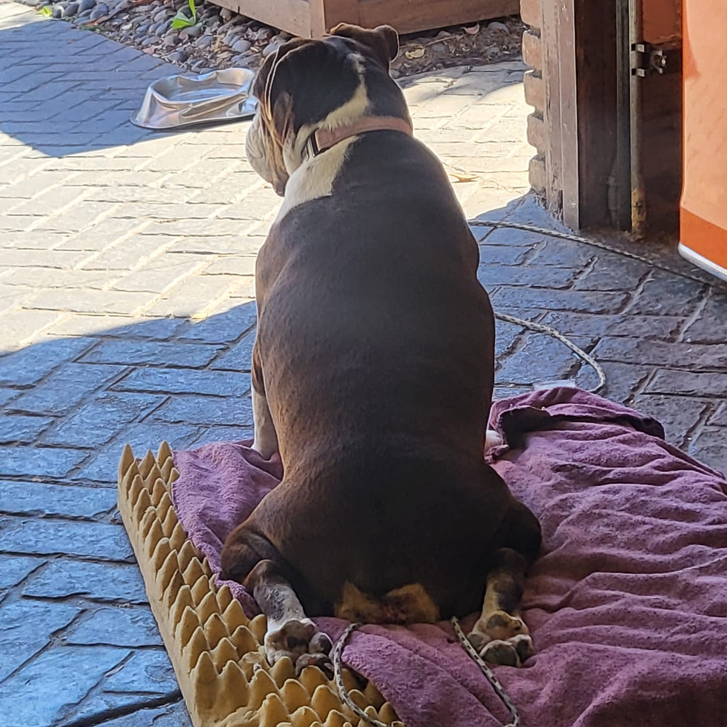 Customer photo review of Royal Canin Gastrointestinal Low Fat + Hydrolyzed Protein Dry Dog Food