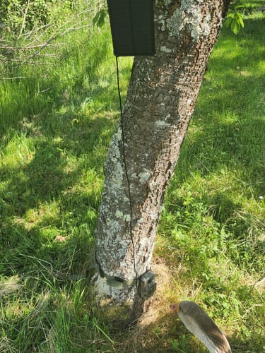 Customer photo review of 48 Megapixel Wildkamera mit exzellenter Nachtsicht