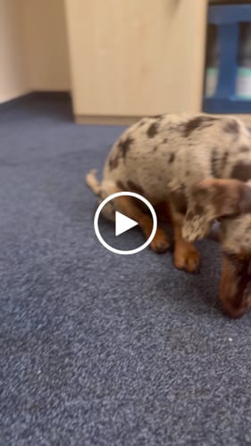 Customer video review of Shiny Hair