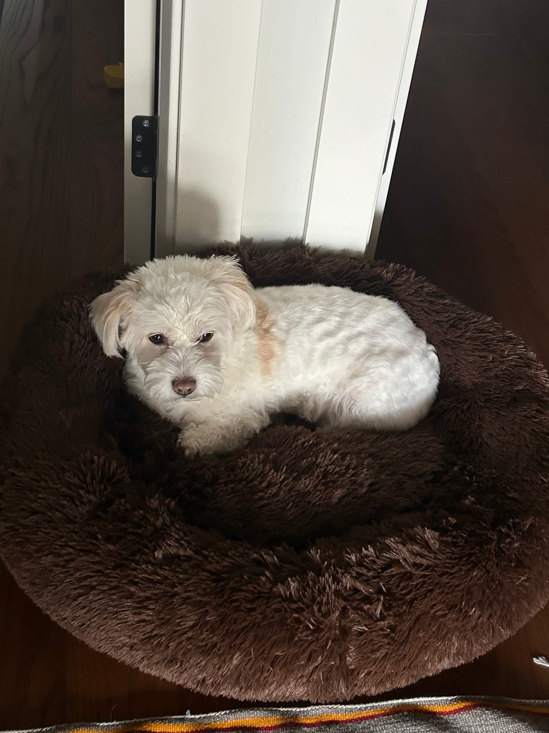 Customer photo review of Mellowpurr Huzurlu Paws Yatağı | Süper Yumuşak