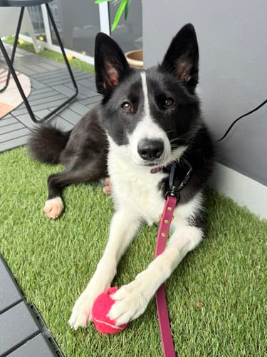 Customer photo review of Moss - Classic Biothane Dog Collar