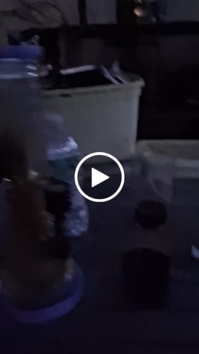 Customer video review of 420 Special - 28 Grams Littles - $42.00