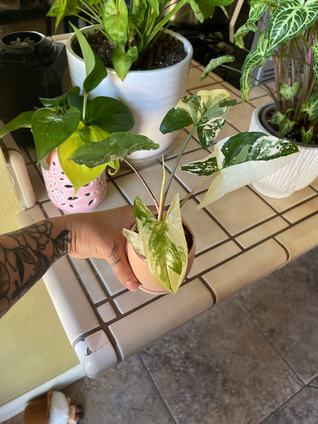 Customer photo review of Syngonium podophyllum albo variegata