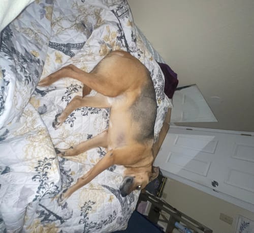 Customer photo review of WagWellies® Mojave