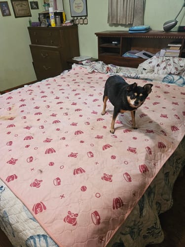 Customer photo review of Potty Buddy™ - The Durable Leak-Free Potty Pad