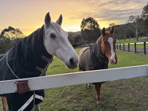 Customer photo review of Amigo 1200D Plus Turnout 250g