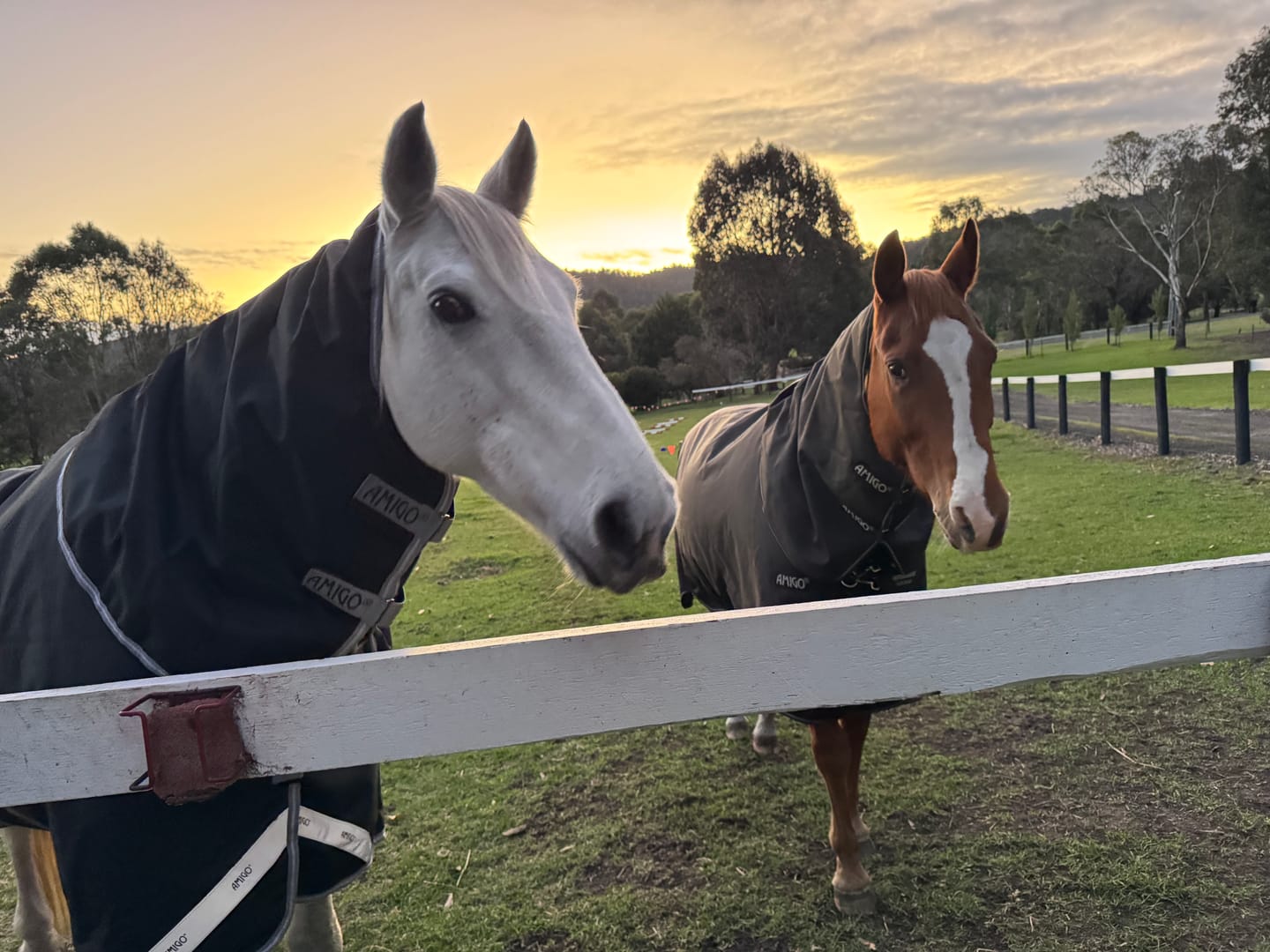 Customer photo review of Amigo 1200D Plus Turnout 250g