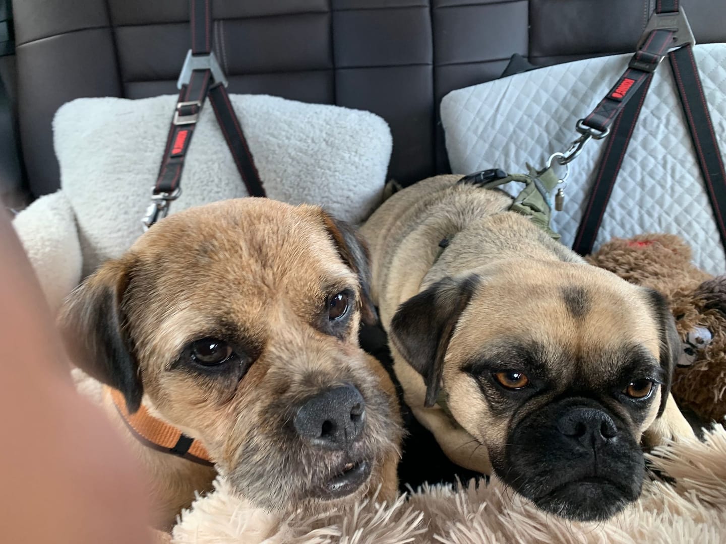 Customer photo review of Pet Perfect luxe autostoel hond