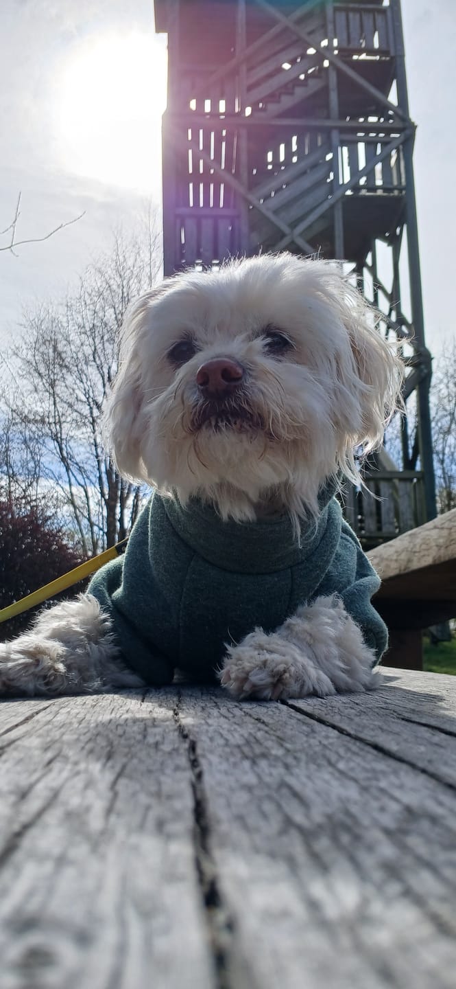 Customer photo review of DNA Test Rassebestimmung Pro Hund