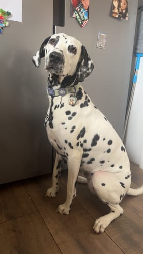 Customer photo review of Disney© Waterproof Collar - Winnie + Friends