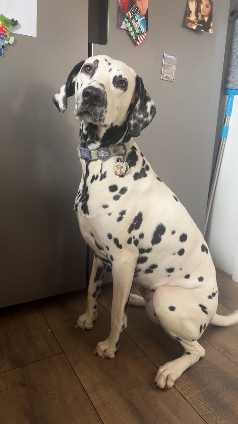 Customer photo review of Disney© Waterproof Collar - Winnie + Friends