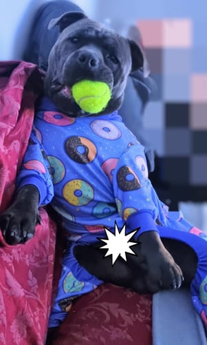 Customer photo review of Dog Pajama - Monkey Business
