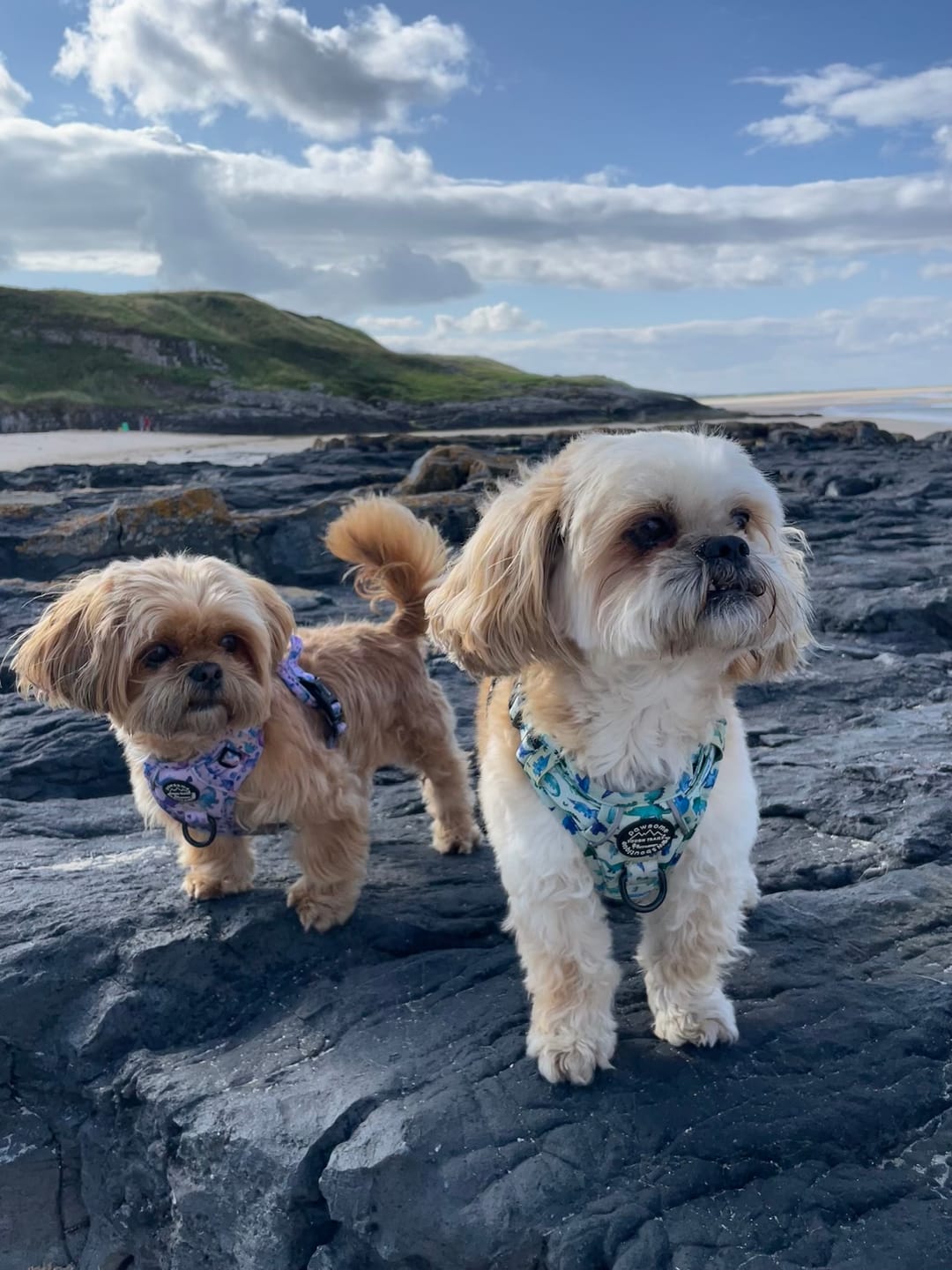 Customer photo review of Tough Trails™ Harness - Dinky Dino