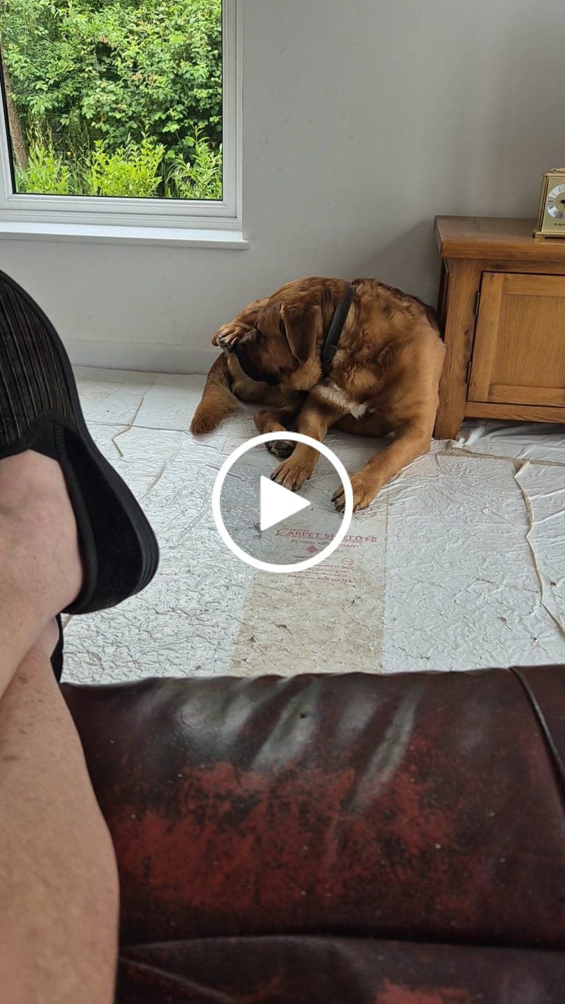 Customer video review of Itch Relief Treats