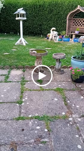 Customer video review of Sighthound Surgery Recovery Suit / Coats