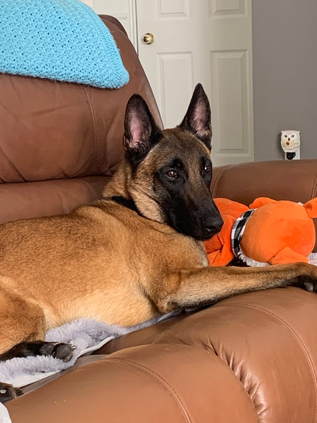Customer photo review of Inukshuk - Nourriture pour Chien d'entrainement et performant