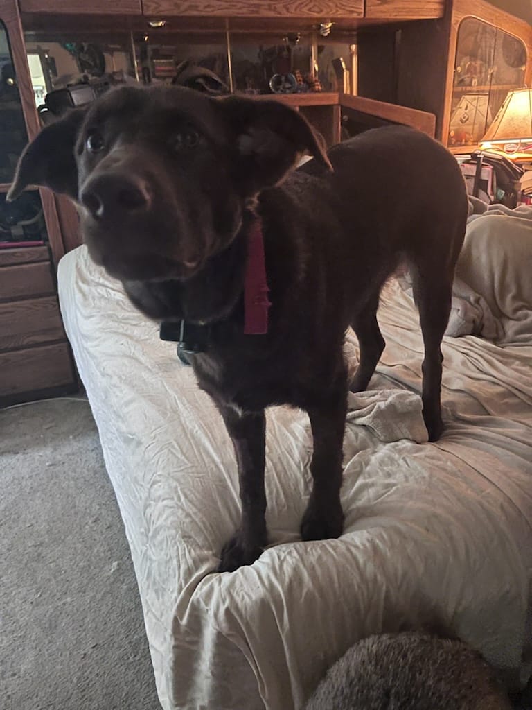 Customer photo review of 6 Inch Power Bully Sticks