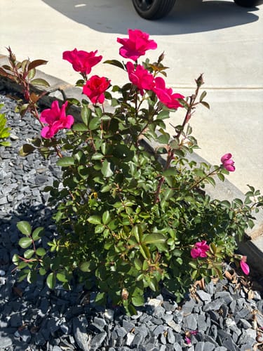 Lush green rose bushes covered in blooms after feeding with Bloom Juice