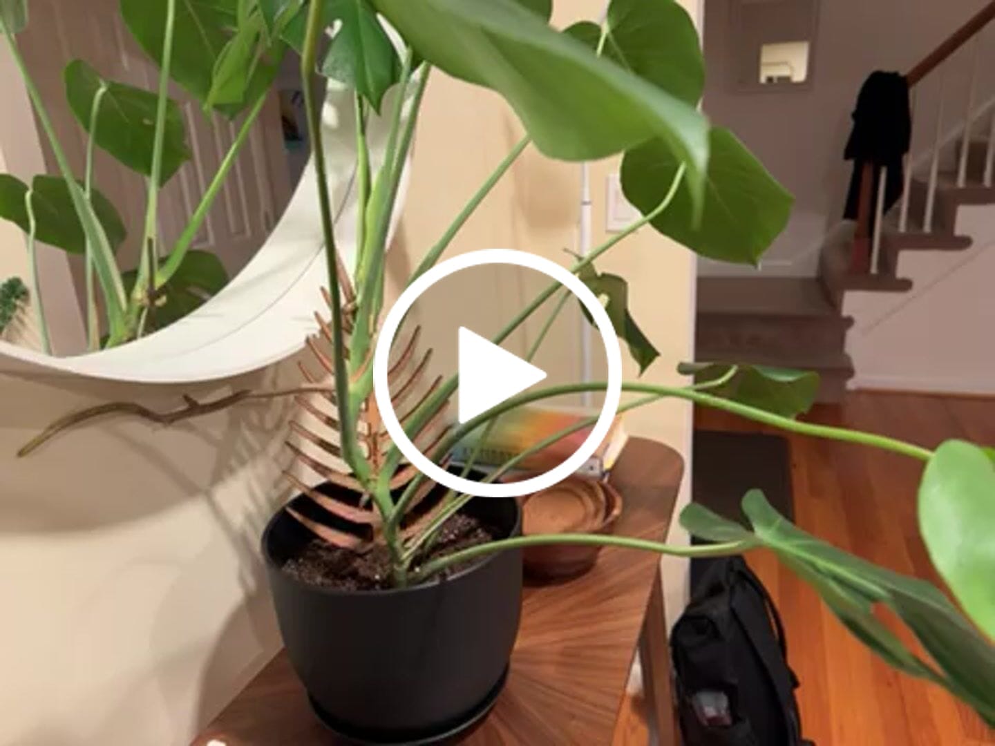 Customer video review of Palmella - Plant trellis inspired by the Palm Leaf