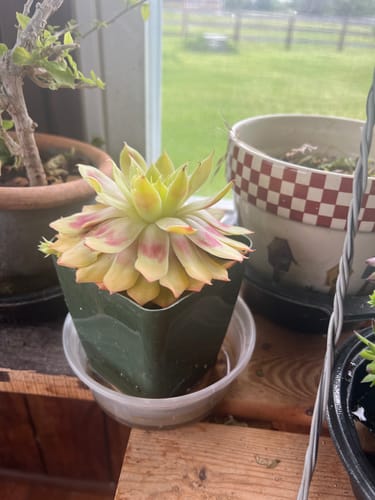 Customer photo review of Sempervivum Bright Sun