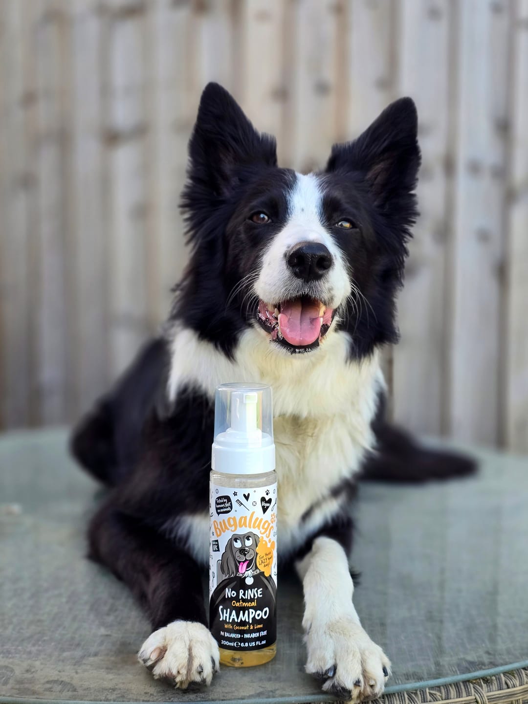 Customer photo review of No Rinse Oatmeal Dog Shampoo with Coconut & Lime