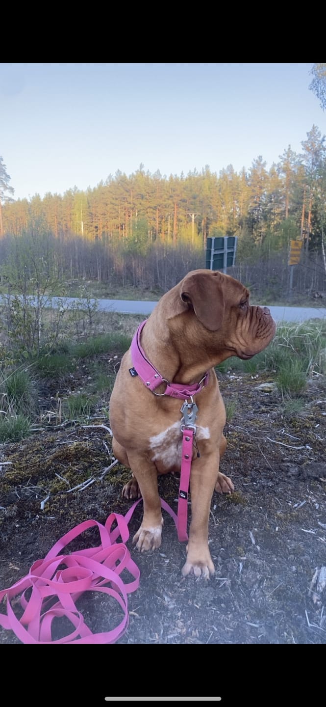 Customer photo review of Spårlina 10 m och 15 m - 16 olika färger