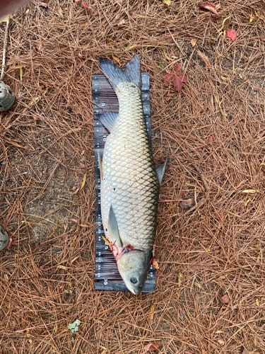 Customer photo review of TAIPAN Super Long Cast PE Braided Fishing Line X8 | Flash Green 218 yard