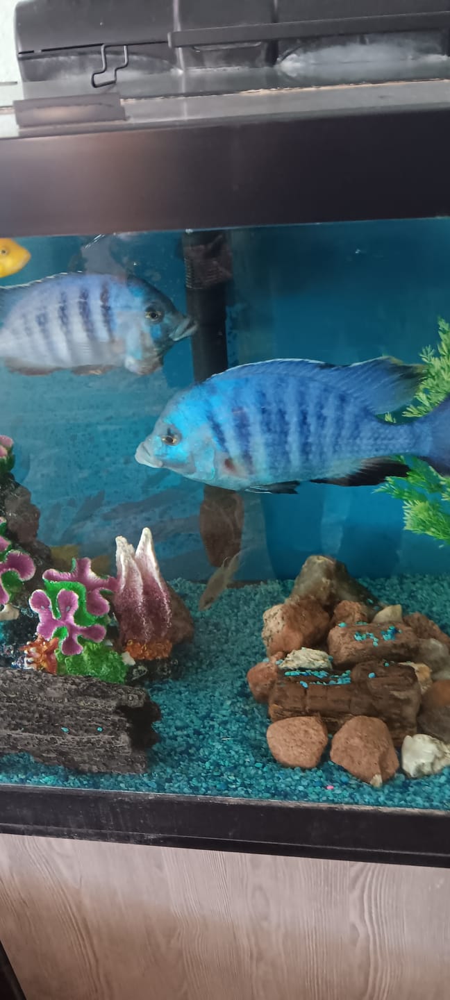 Customer photo review of Xtreme Big Fella Cichlid Food