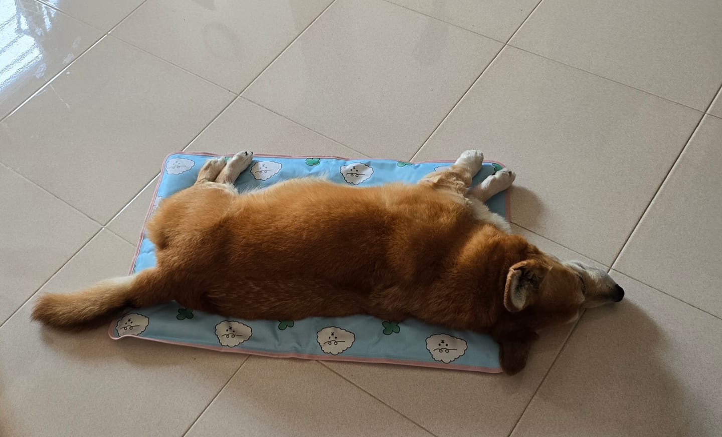 Customer photo review of My Buddy Cool Mat (NEW!)