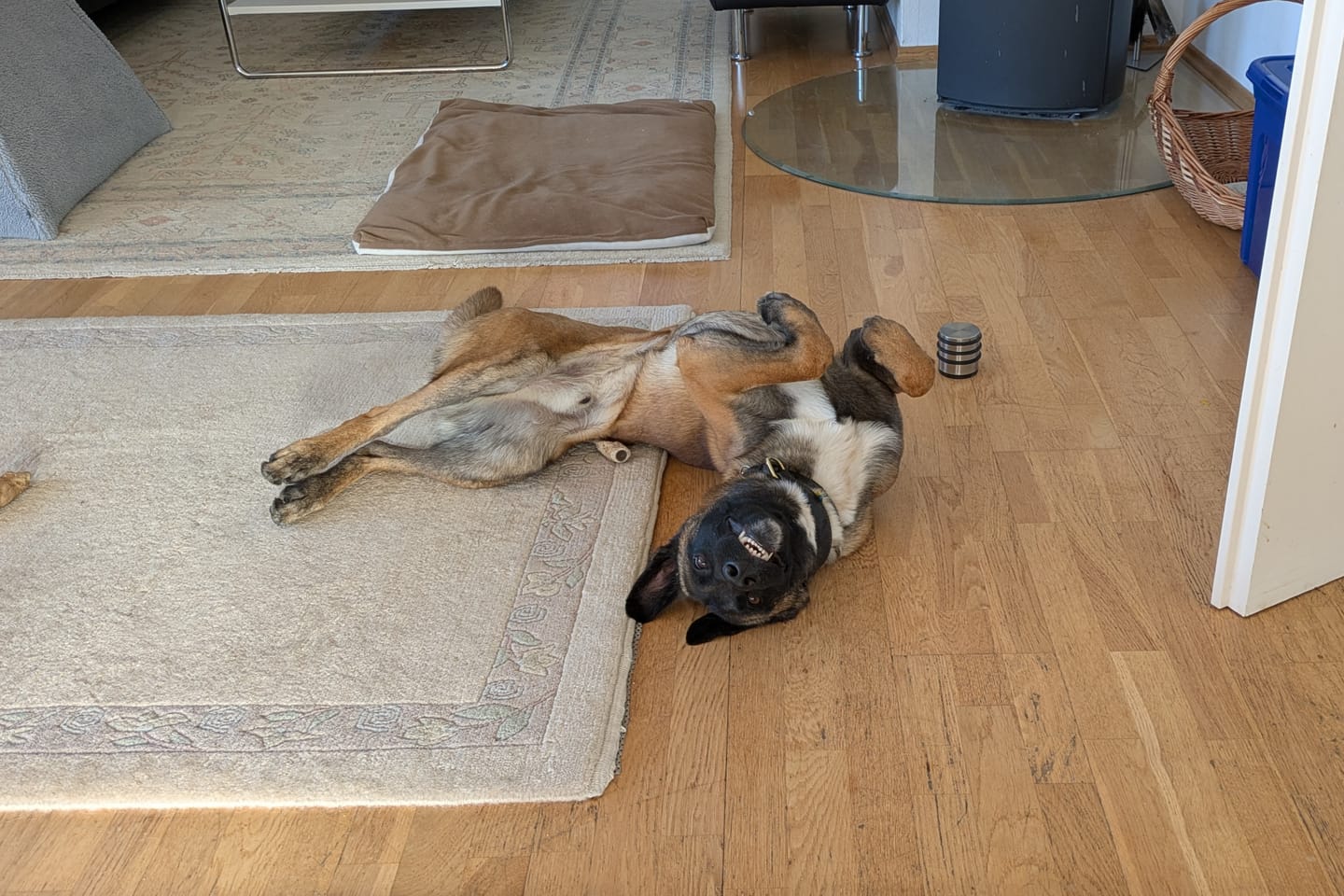 Customer photo review of Allergietest Basic Hund